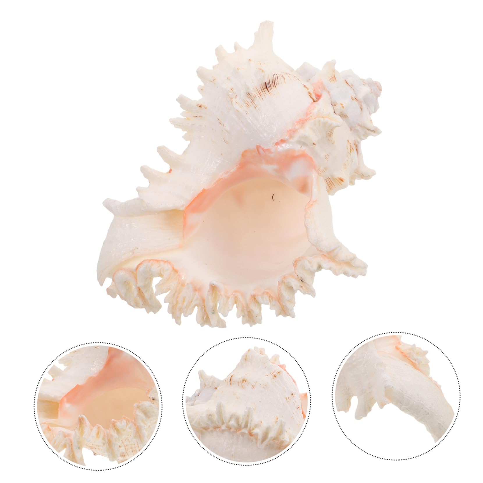 TOPBATHY Conchiglie Naturali Grandi per Vaso Decorativo Matrimonio Spiaggia e Acquario Decorativo