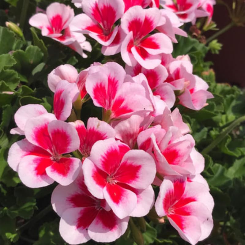 Set 2 Geranium Plants Live, 4-9 Inches Tall, Hardy Flowering Geraniums for Garden or Pots, Fragrant Perennial Blooms (Rose Geranium)