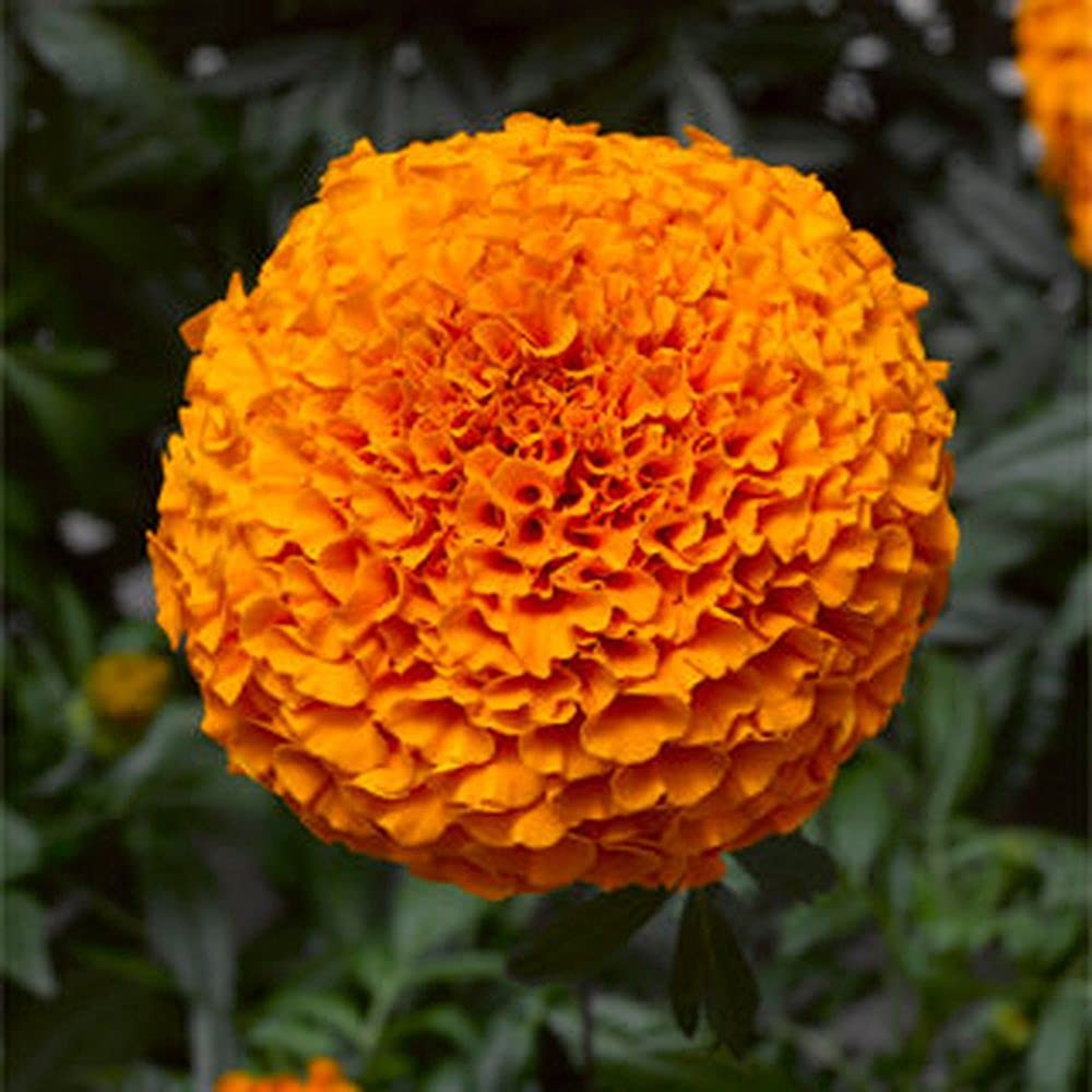 PLANTOGALLERY Flower Seeds | Marigold Orange Inca | Dwarf Variety | F1 Hybrid | Flower Seeds | For Farming & Home Gardening | Pack of 50 Seeds (B09B2MFZLJ) Amazon Price History, Amazon Price Tracker
