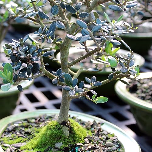 Brussel's Bonsai Live European Olive Bonsai Tree - Small, 4 to 8 in - Ceramic Bonsai Pot with Humidity Tray - Image 6