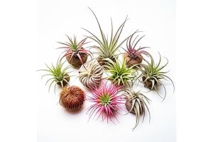 Air Plants Variety Live Pack | High-Quality Tillandsia Plants | Available in...