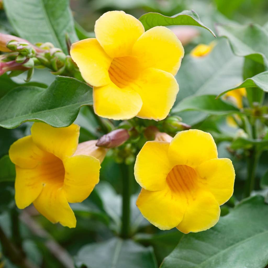Creative Farmer Kolaambi Poo (Allamanda Cathartica) Bush Allamanda, Golden Trumpet, Cathartica (Yellow) - Ornamental Live Plant (Healthy Live Plant) (B09SD754VT) Amazon Price History, Amazon Price Tracker