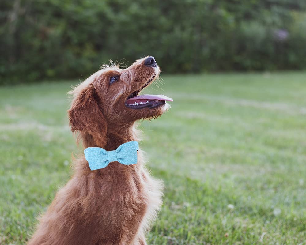 DOGWONG Cotton Dog Collar with Bow tie, Bright Blue Pet Collar Durable Adjustable Dog Collar for Large Dogs - Image 4