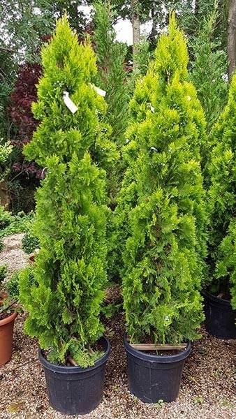 Thuja Green Giant Morpankhi Live Plant (Arborvitae) Fast Growing Evergreen Shrub/Tree for Home Garden & Outdoor Landscaping – Low maintenance-image-26