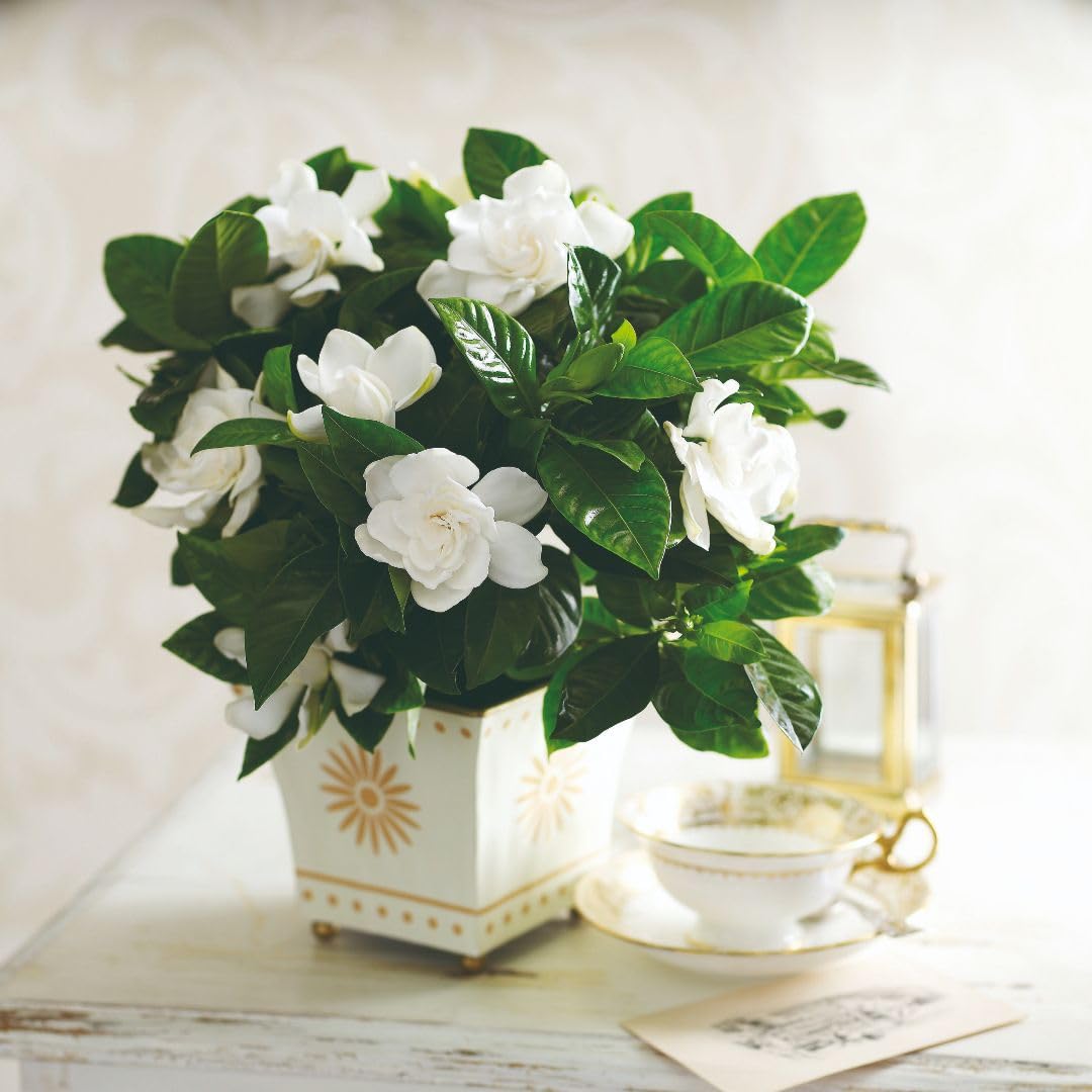 Gardenia ‘Deluxe’ Cape Jasmine | Fragrant House Plant with Glossy Evergreen Foliage & Creamy-White Double Blooms | Elegant Indoor Gift Plant, 13cm Pot x2, by Thompson & Morgan