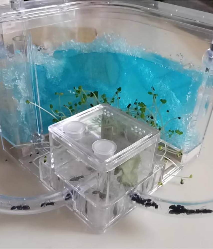 アリの巣　観察セット×4 Amazon.co.jp: アリの巣 アリ飼育キット 蟻観察セット アリ観察