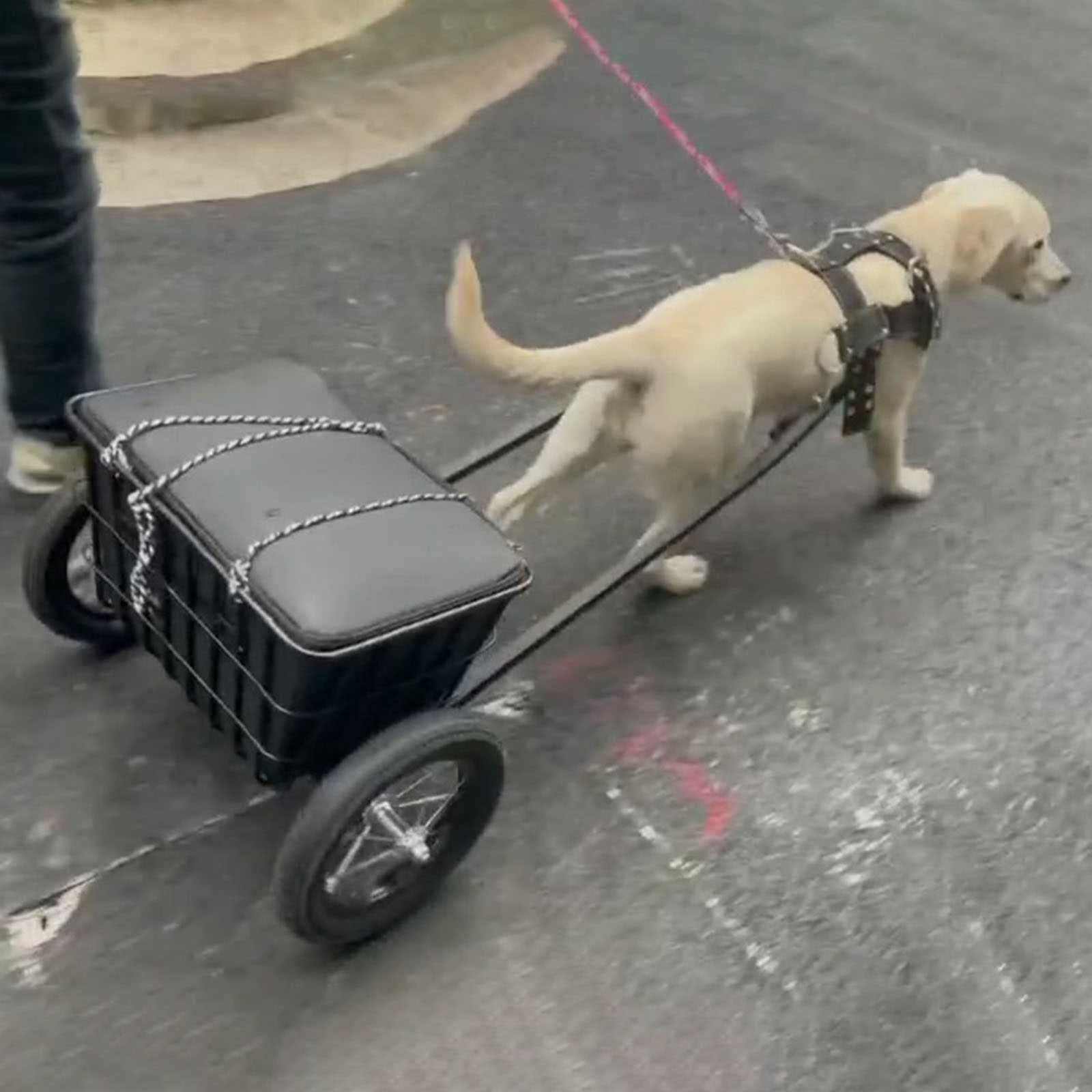 Cochecito doble para perros, cochecito plegable para mascotas con transportador desmontable sobre ruedas, caja de cochecito para asiento de coche, caminar, camping, viajes, para perros de 5 a 25 kg,