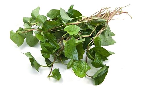 Miniatura 3 de Houttuynia Herb - Houttuynia cordata CS 100% de la naturaleza (4oz)