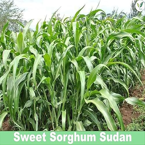 Image of lagrifarm Sorghum Sudan Grass Seeds - 3 Kg - Multi Cut Fodder Seeds for Forage, Hay, Pasture, Silage