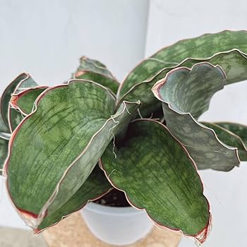 Amazon.co.jp: 多肉植物 サンスベリア ドラゴンウィング 5号 子株付き