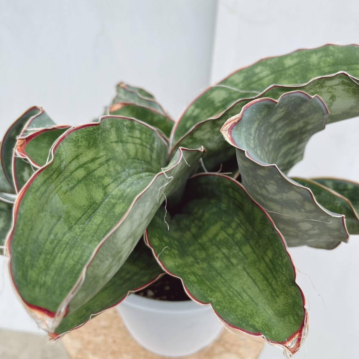 Amazon.co.jp: 多肉植物 サンスベリア ドラゴンウィング 5号