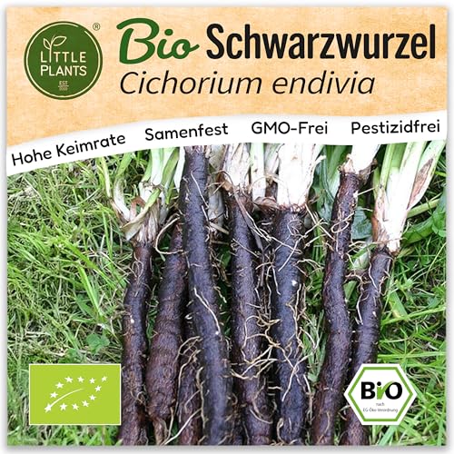 Little Plants BIO Schwarzwurzel Samen 75 Schwarzwurzelsamen Enorma Winterspargel Gemüsesamen für Gemüsegarten Gemüse Samen für Balkon, Hochbeet und Garten