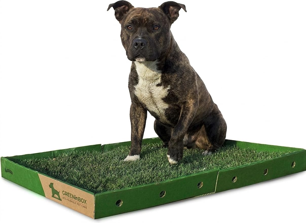 XL Zolla in Vera Erba per Cani – Lettiera Naturale per Training Cucciolo e Cani in Appartamento, Taglia Grande 60x80 cm