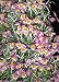 Dendrobium loddigesii- Hard to find! Limited Stock! Collector's item! WoW! Orchid Plant