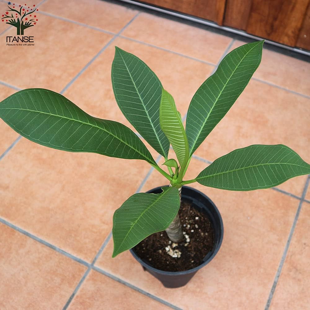 Amazon.co.jp: プルメリア ホワイト【品種で選べる熱帯花木苗/5