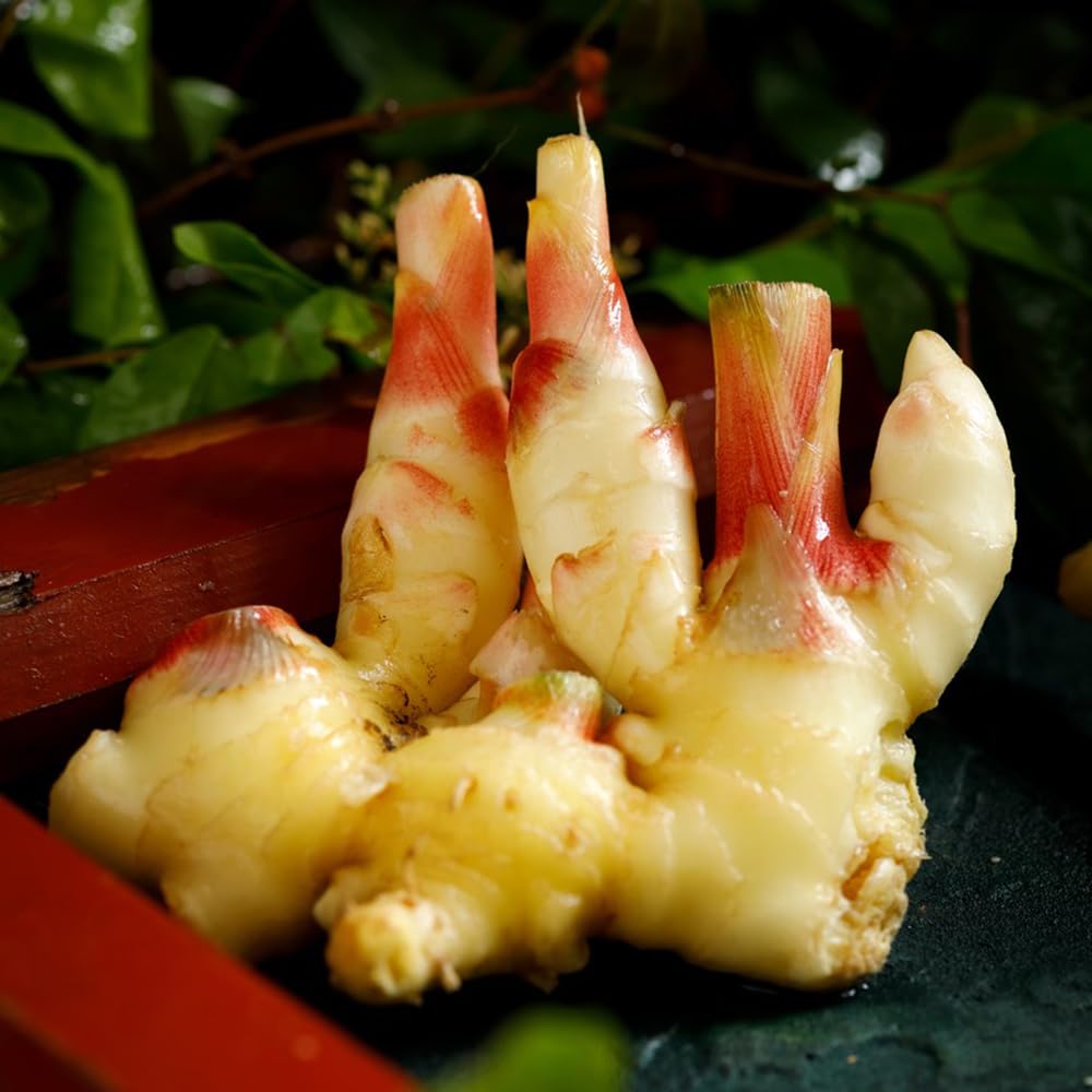 150 pcs ingwer samen zum einpflanzen - balkongemse, nachhaltige geschenke  (Zingiber ginger) garten samen, pflanzen samen indoor bio gemse, pflanzen  samen garden, seltene samen saatgut : Amazon.de: Garten