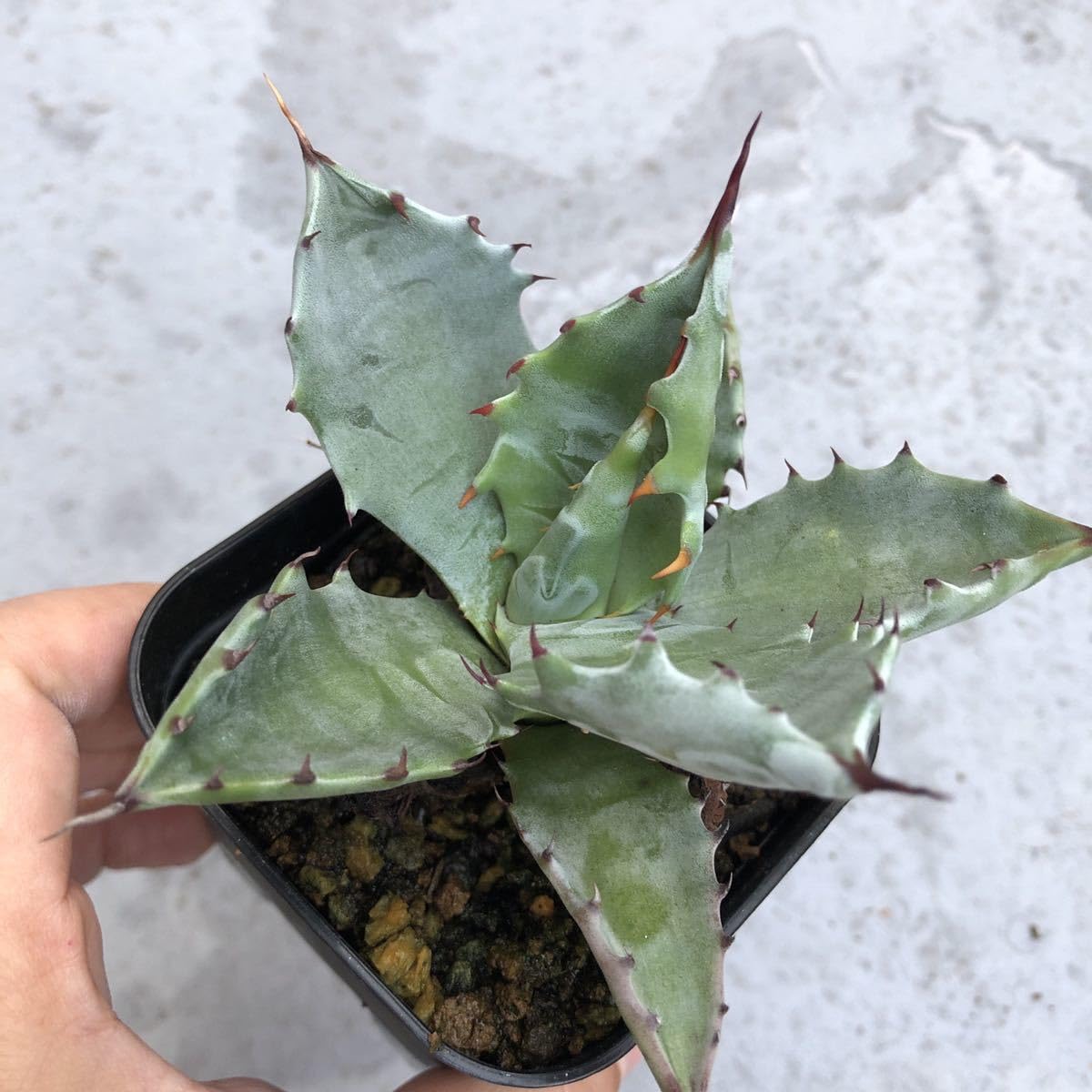 アガベコロラータの通販 アガベ コロラータ 白覆輪 子株付き