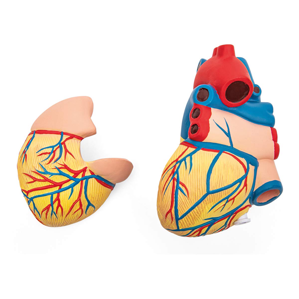 Anatomia podstawowa - budżet 2 częściowy model anatomii ludzkiego serca z podstawą - wielkość życia - nauczanie w szkole