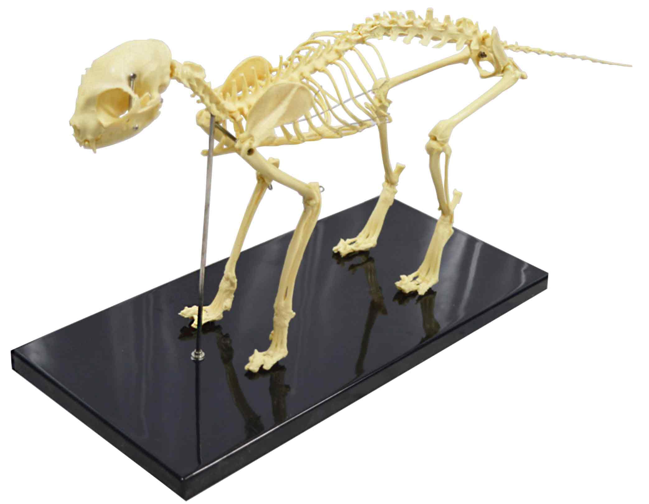 BEILOCKERY PVC Feline Skeleton Anatomical Model, Cat Bone Model with Base, Animal Medicine Teaching Aids, for Pet Hospitals, Schools, Personal Collections, etc