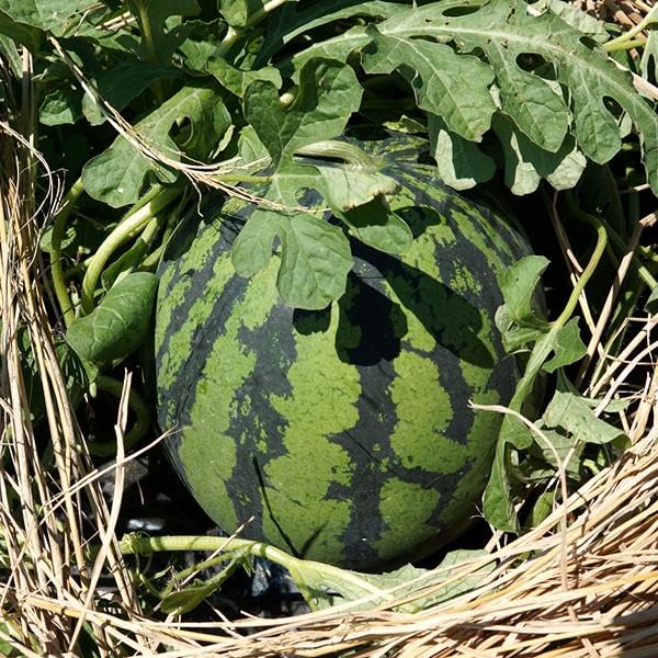 Amazon.co.jp: 山形県産 尾花沢すいか 1玉 (秀品/1玉 6kg/常温品) おば