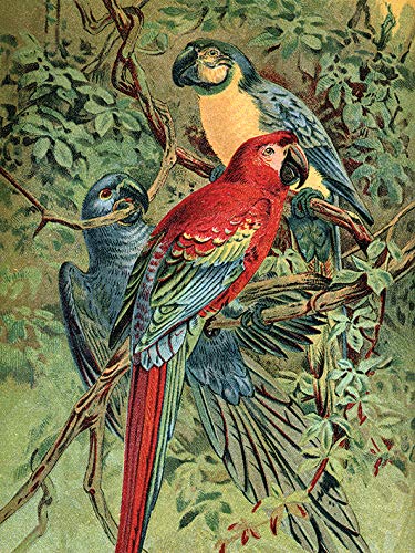 Piddix (Vintage Parrots 60 x 80cm Canvas