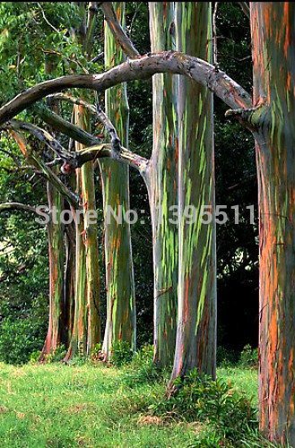 Shopmeeko 30 / Bag seltener Regenbogen-Eukalyptus deglupta, aufflliger  tropischer Baum, Bonsai, Zimmerpflanze, Gewchshaus : Amazon.de: Garten