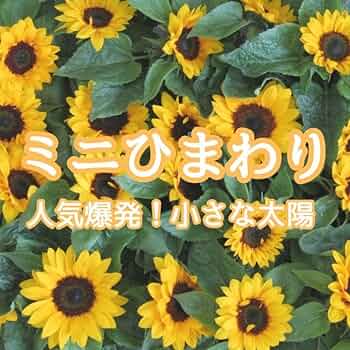 ひまわり出品 Amazon | タキイ種苗 ひまわり F1サンリッチオレンジ | 野菜