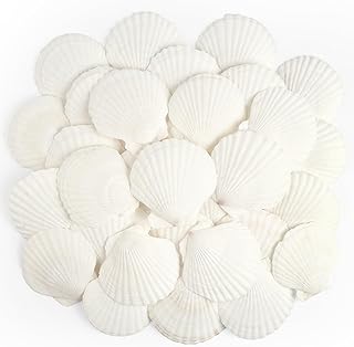 20 PCS Scallop Shells Natural Seashell, 6cm-8cm White Scallop Shells Lar...