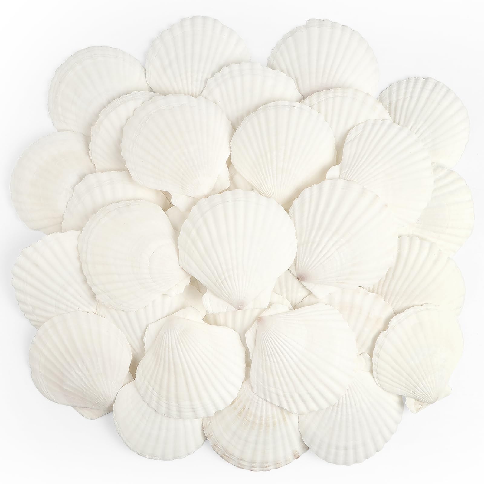 TaoQ C 20 PCS Scallop Shells Natural Seashell