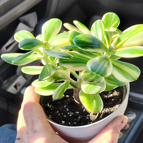 Miniatura 4 de Planta de jade abigarrada tricolor viva, crassula ovata jade suculenta viva en maceta de 4 pulgadas, suculentas raras bien enraizadas para plantar