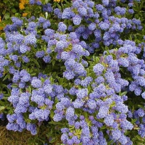 – 1 X CEANOTHUS 'Autumnal Blue' Evergreen Shrub Hardy Garden Plant in Pot