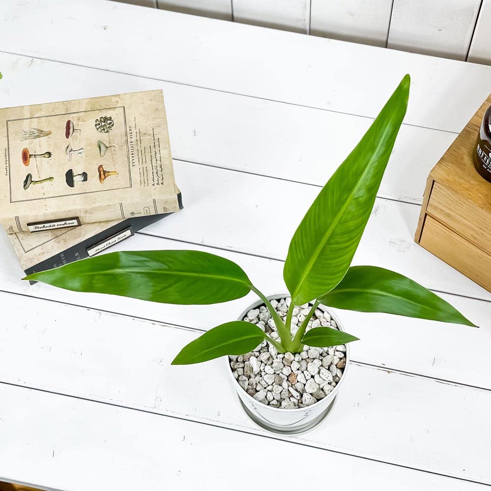 旅人の木タビビトノキA級品　４節 Amazon｜PLANCHU 観葉植物 タビビトノキ 4号鉢 受け皿付き 育て方説明