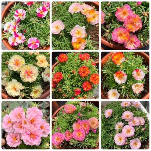 Semillas de rosa musgo - Las del jardín de rocas son resistentes Portulaca grandiflora - resistentes para el jardín 1000pcs