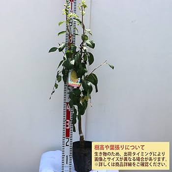 Amazon.co.jp: 洋梨の苗木 品種：ル・レクチェ【品種で選べる果樹苗木