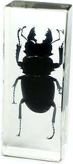 REALBUG Black Stag Beetle Paperweight (4.4x1.6x1.1)