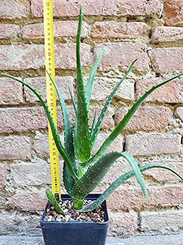 Geosism & Nature Aloe arborescens x Vera 40 cm, Cactus, Plante succulente