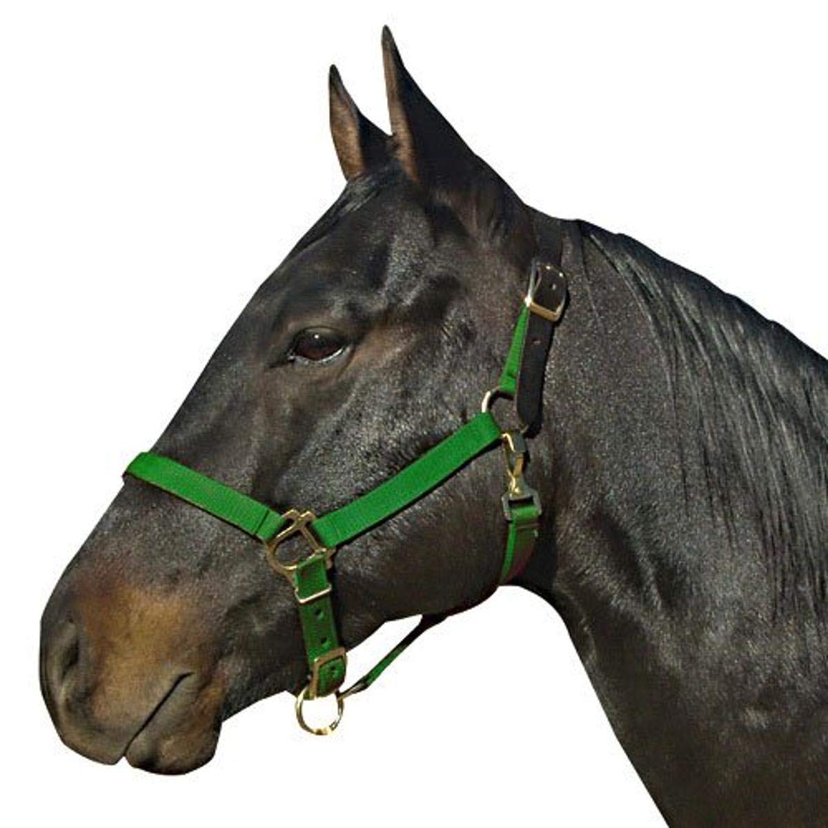 Intrepid International Weanling Safety Breakaway Horse Halters with Leather Crown, Green (B000CC661I) Amazon Price History, Amazon Price Tracker