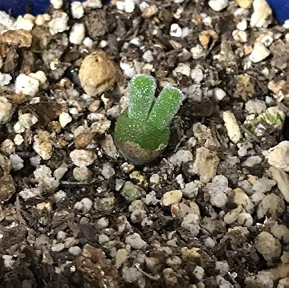 モニラリア　種子16種類　20粒ずつセット モニラリア 種子16種類 20粒ずつセット