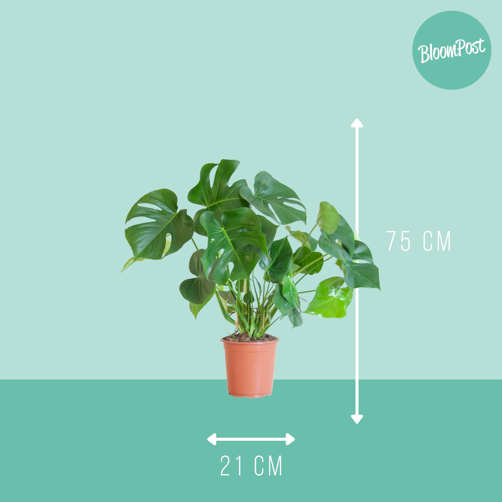 Monstera Deliciosa - 50-60 cm, łatwa w pielęgnacji roślina domowa do domu i biura, roślina oczyszczająca powietrze, w doniczce