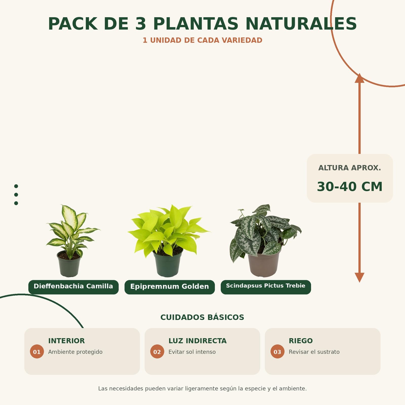 DECOALIVE Pack 3 Plantas de Interior para Exposición Botánica Interior