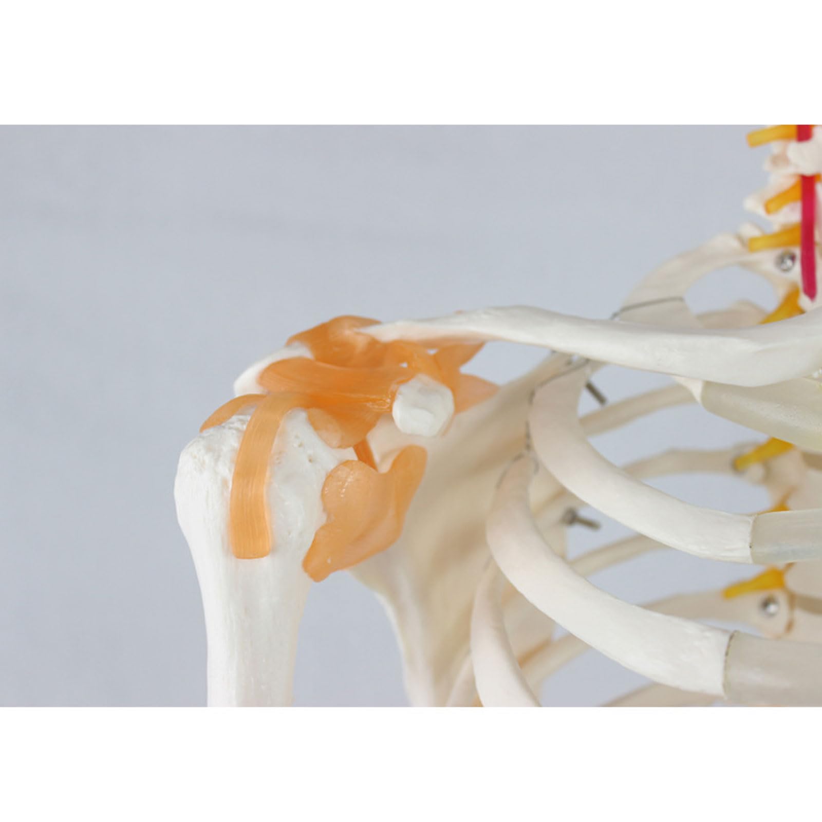 Modello di Scheletro Umano con Muscoli e legamenti Colorati 176CM Modello anatomico osseo del Corpo Intero Modello didattico per ausilio didattico educativo