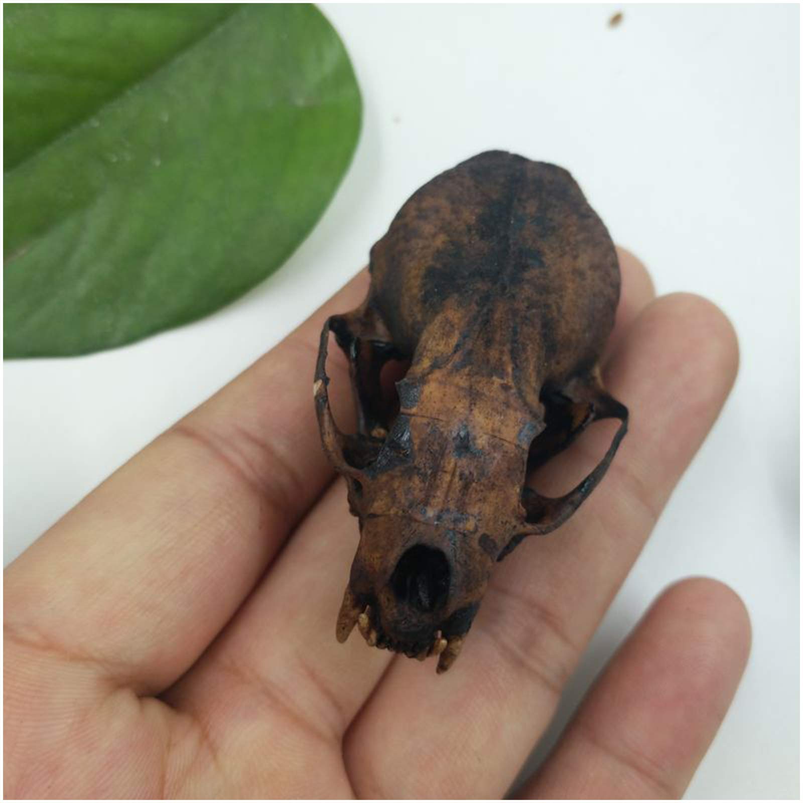 Amazon.co.jp: イタチの頭蓋骨モデル 本物の動物の頭蓋骨の剥製用品