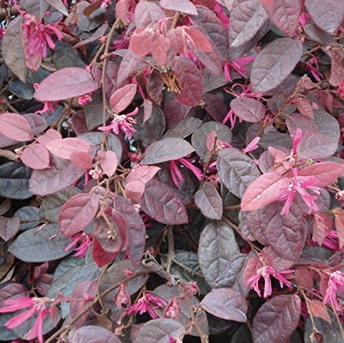 Loropetalum chinense ZHUZHOU FUCHSIA CHINESE FRINGE Shrub Seeds!