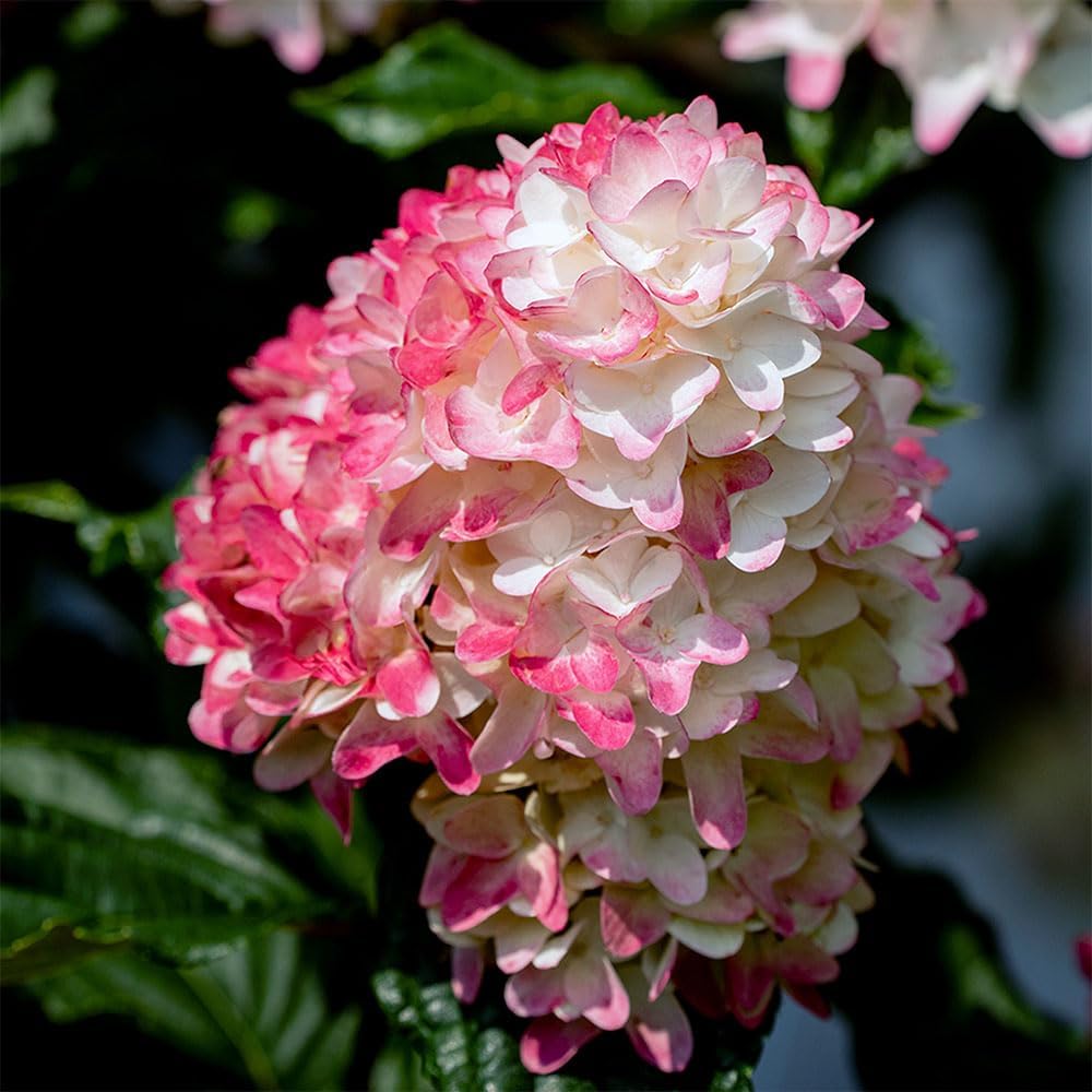 2 Gal. First Editions Spring Sizzle Hydrangea Shrub