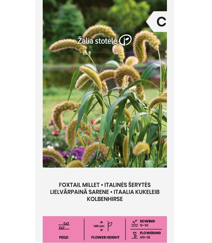 Zalia Stotele | Semillas de mijo | Semillas de flores | Semillas de plantas | Semillas de jardín | Esta dulce hierba es anual, muy decorativa, crece hasta 140 cm de altura. 1 paquete