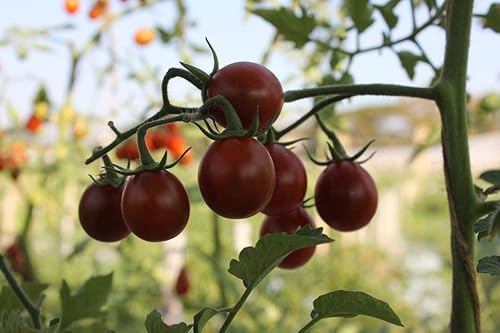 Semillas Black Pear Tomate Indeterminado No GMO Heirloom para plantar