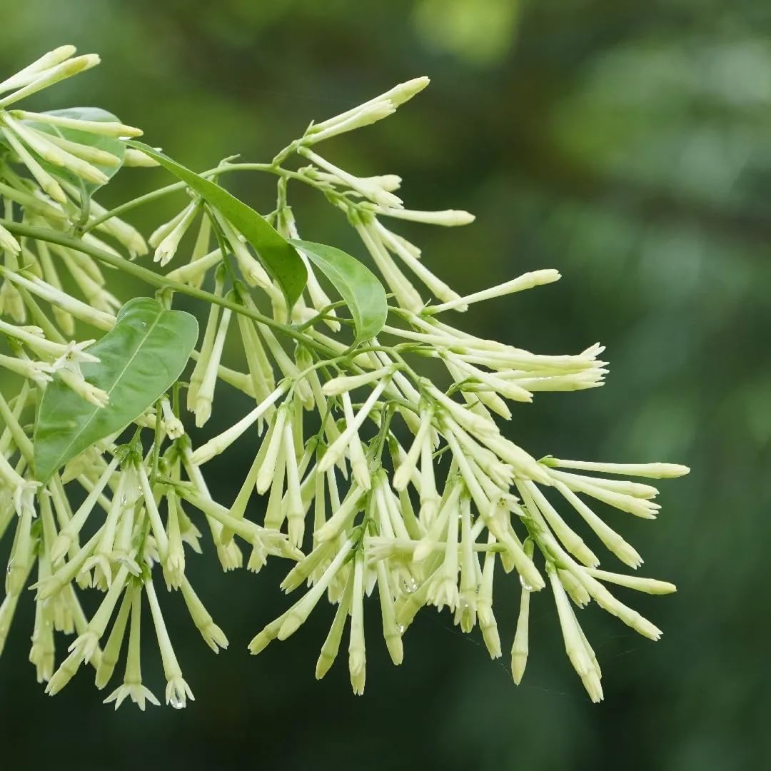Night Blooming Jasmine Live Plant - Cestrum Nocturnum. Fragrant Flowering Shrub for Garden, Patio or Window (4 ngt.jas Cups)
