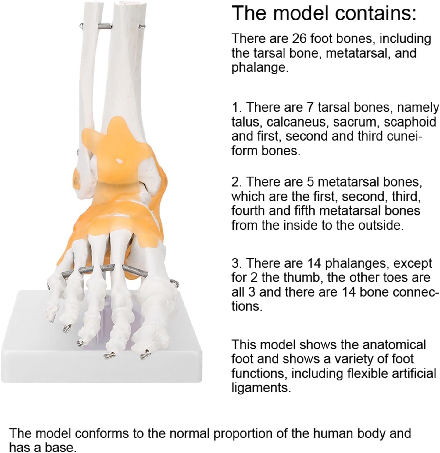 Modelo de pie anatómico humano de tamaño natural – Modelo de esqueleto de pie con ligamentos flexibles for estudio educativo de anatomía
