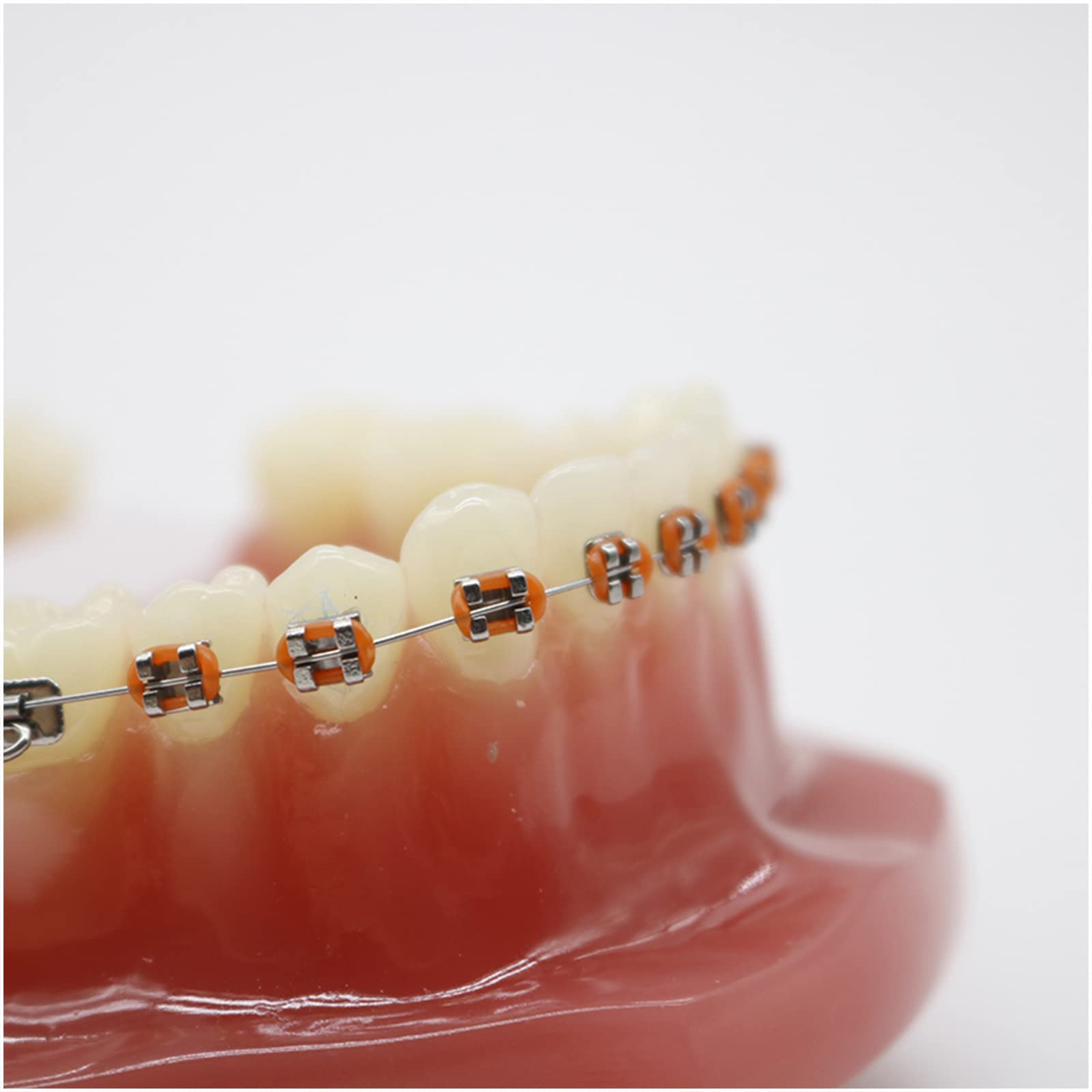 Ortodontyczny model zębów dentystycznych, model zębów ortodontycznych, 28 szt. zębów ceramicznych szelek do praktyki dydaktycznej, z metalowym i ceramicznym wspornikiem (C)