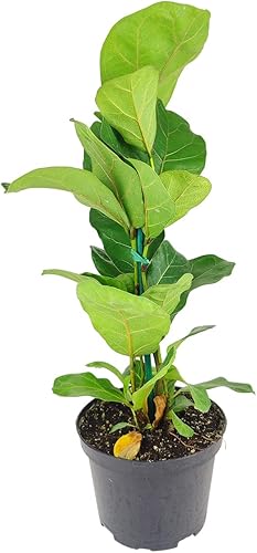 Miniatura 2 de Ficus Lyrata - Maceta minimalista blanca de 6 pulgadas con platillo higo de hoja de violín vive fácil de cuidar fácil de cultivar la mejor planta de